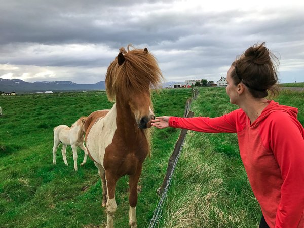 girl in a red shirt petting a wild horse