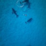 aerial view of snorkelers swimming with five humpback whales