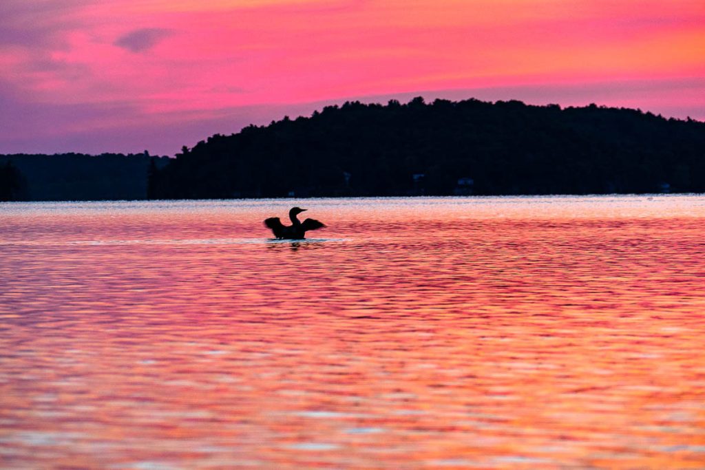 Bird in a lake during sunrise with a pink and orange sky.