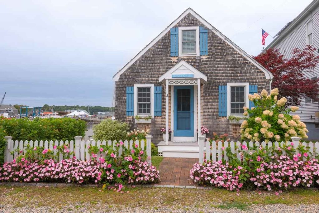 pink flowers growing on a white fence in front of a grey shingle house with blue shutters