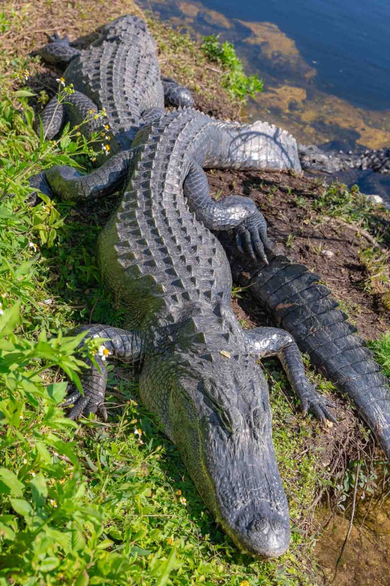 The Best Day Trip Itinerary For Everglades National Park