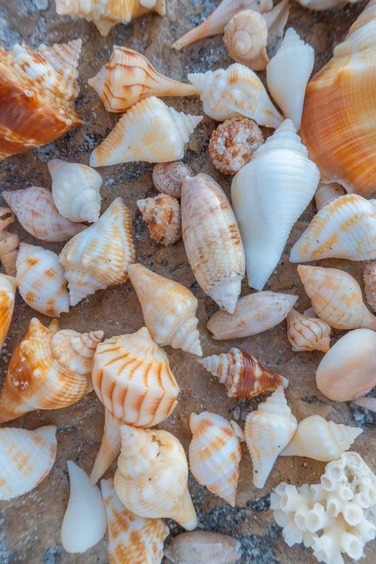 15 Best Shelling Beaches in Florida You Need to Visit