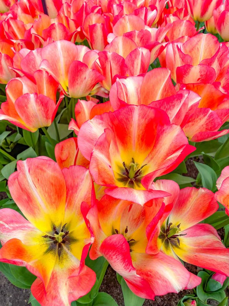 A bunch of salmon color tulips in full bloom.