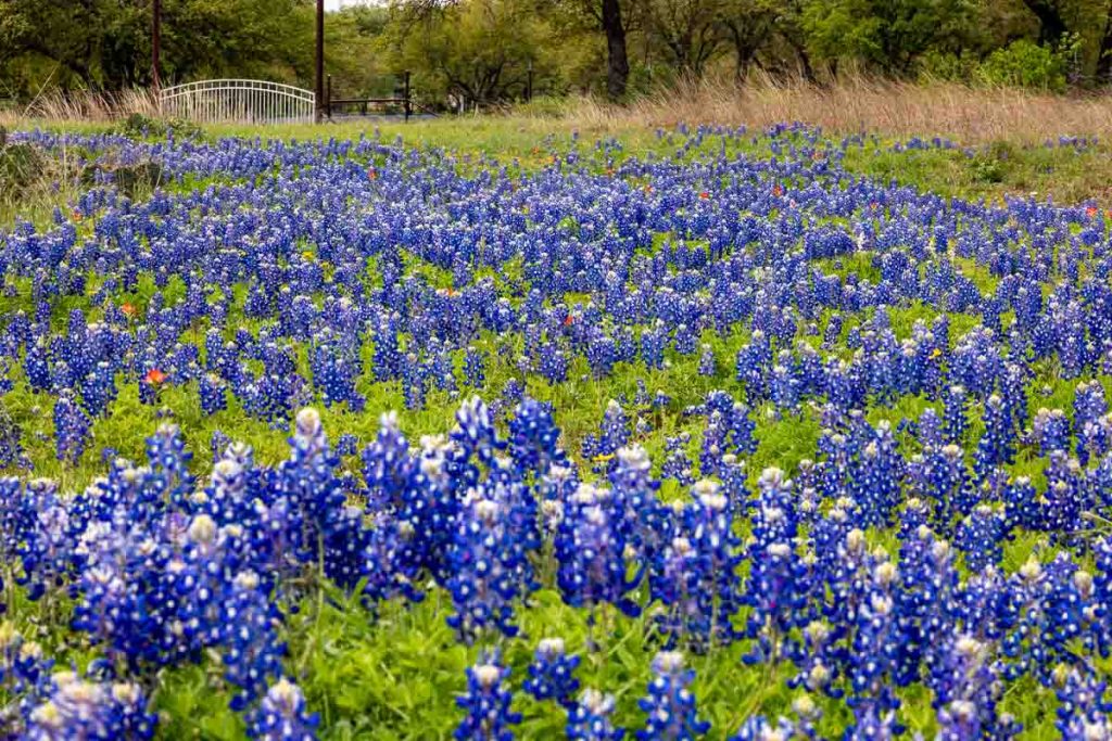 Field of Blue Bonnet flowers in Texas.