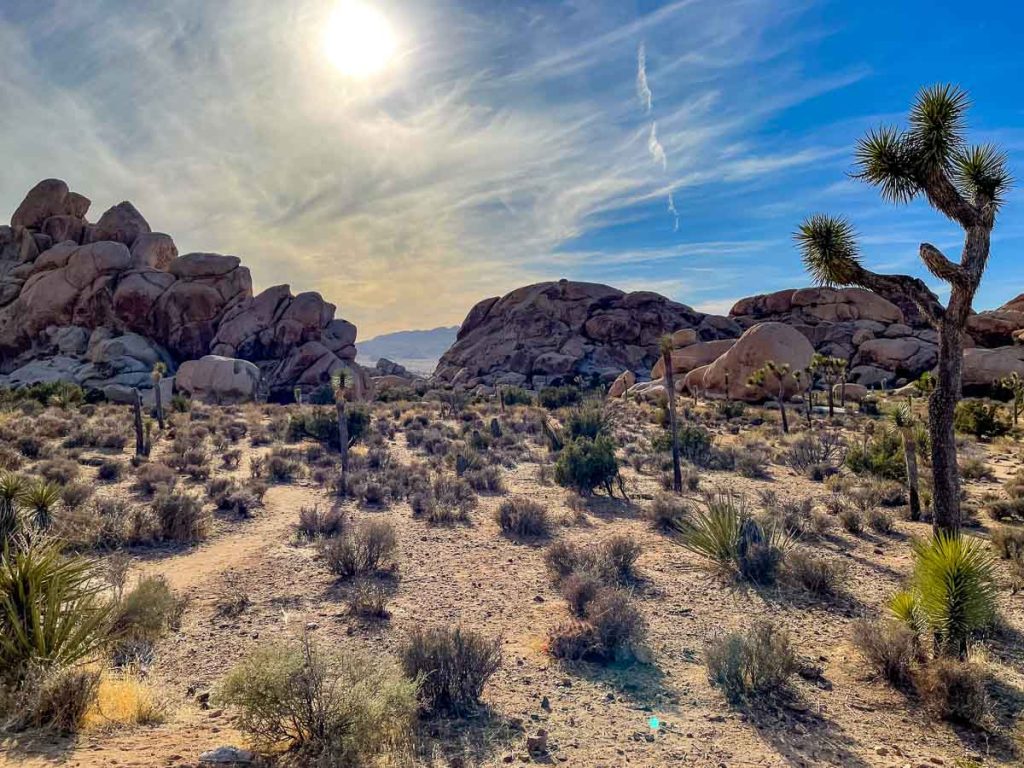 Desert scape with boulders and green plants.